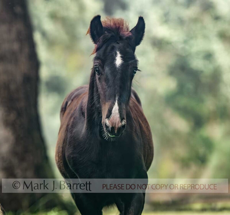3404-56B.jpg :: baby animal Gypsy Vanner Horse colt foal head portrait in misty  field