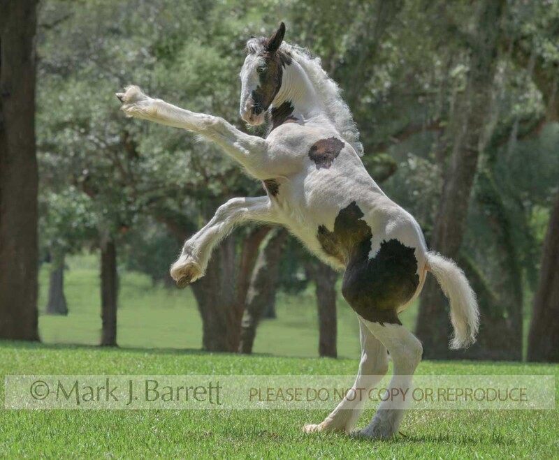 3405-22A.jpg :: Rambunctious baby animal colt horse foal rears up in grass field