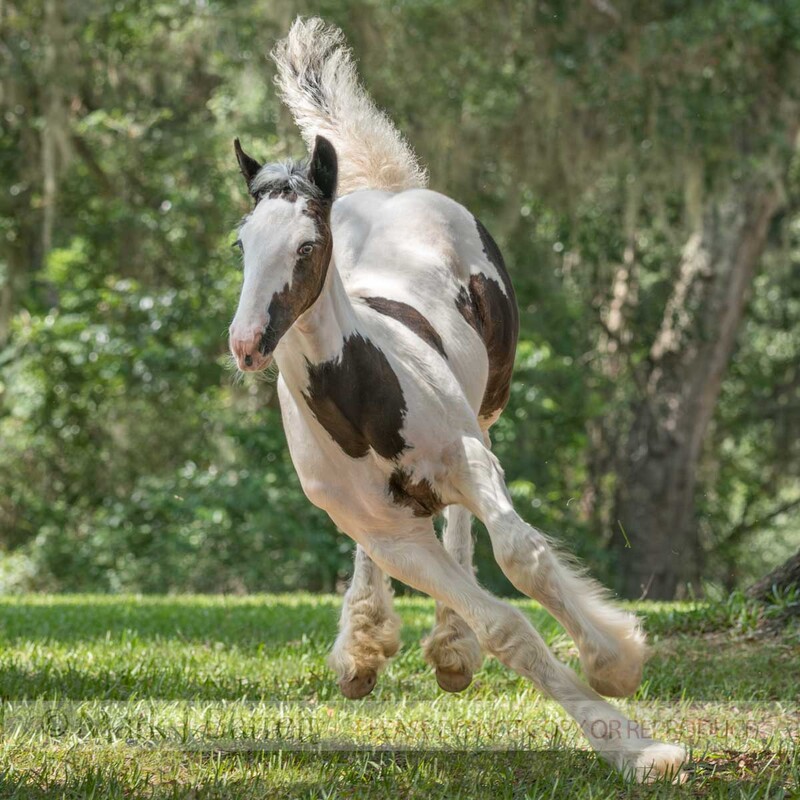 3405-26A(1).jpg :: Rambunctious baby animal colt horse foal romps in grass field