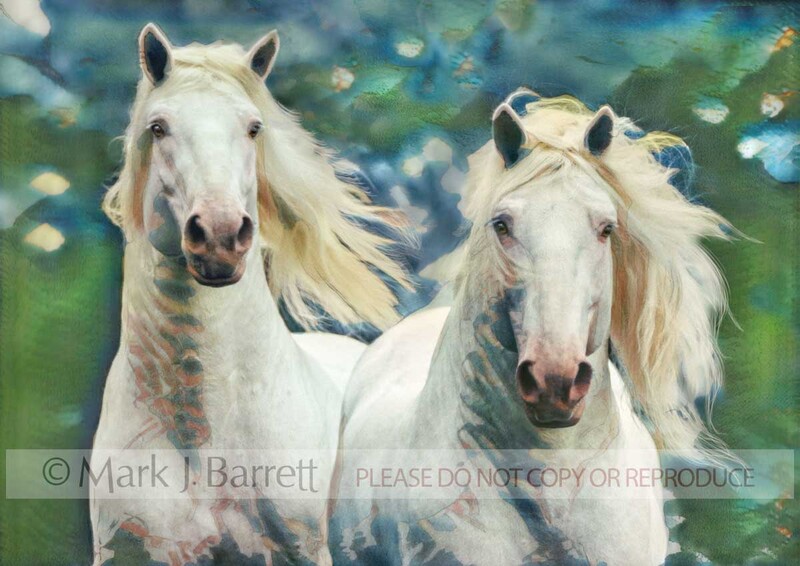 4040A-1.jpg :: Two American White Draft Horses run toward us.