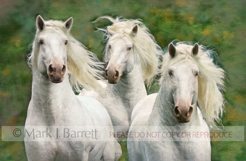 4041B-1.jpg :: Action head shot Three adult American White Draft Horses running head on.