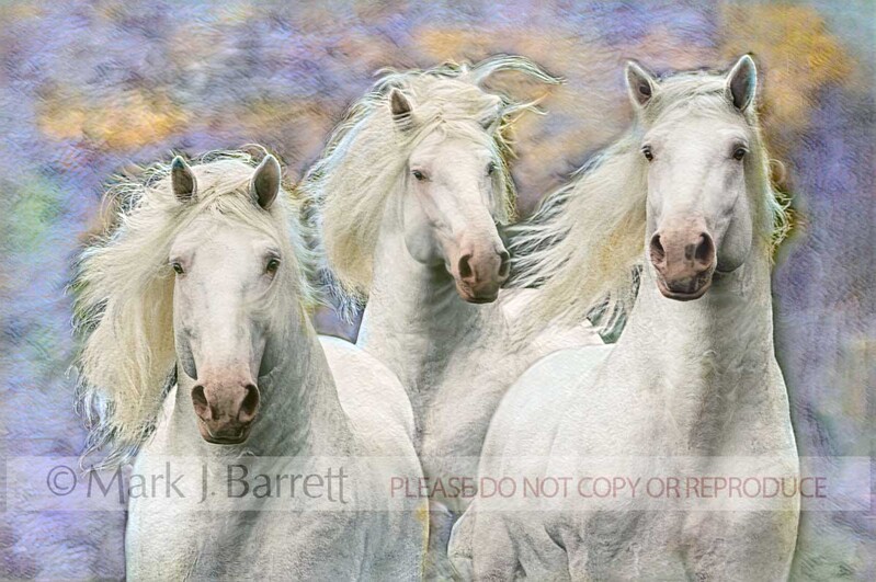 4041B-3.jpg :: Action head shot Three adult American White Draft Horses running head on.