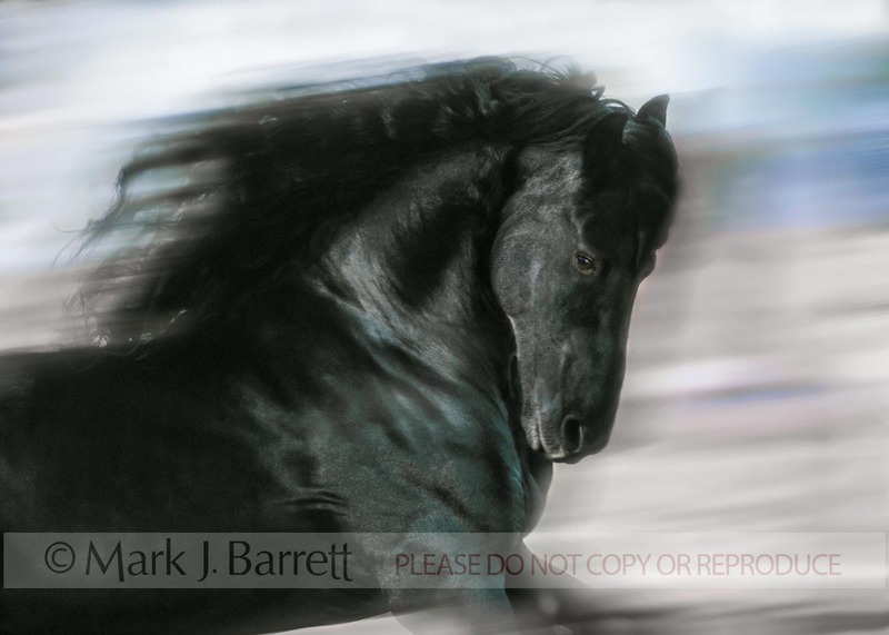 4085-2.jpg :: Running Friesian stallion.