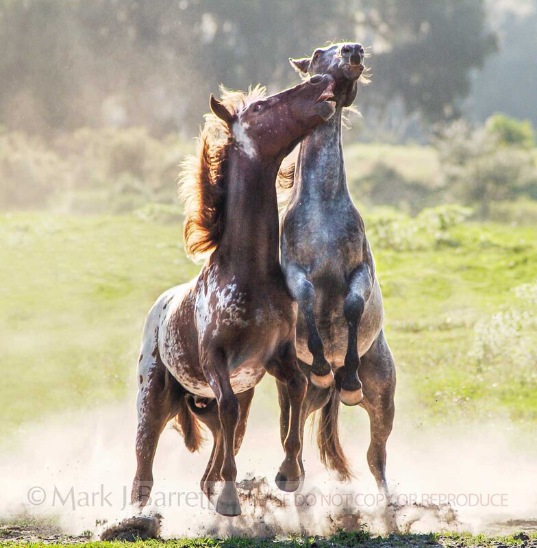 4173(3).jpg :: Two weanling Appaloosa Mustangs rear up and play fight