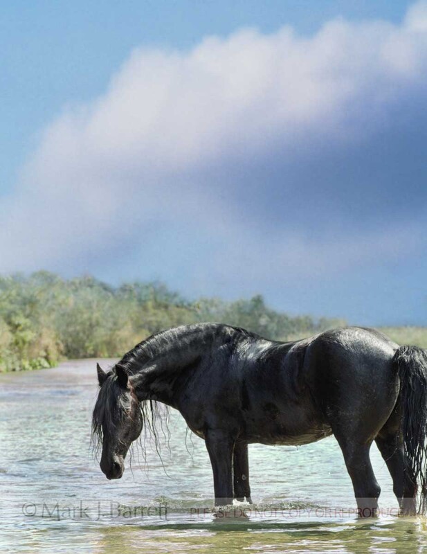 4204A1(1).jpg :: Friesian horsestanding in shallow water with clouds in sky