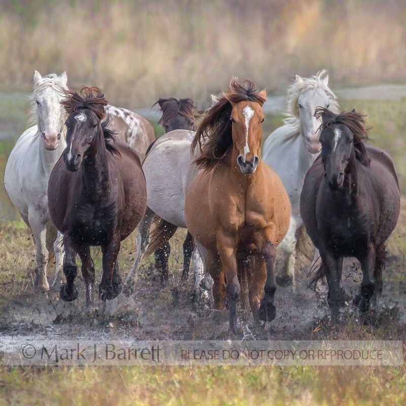 4296-1B.jpg :: Herd of Spanish Mustang adult female mares in Florida scrub