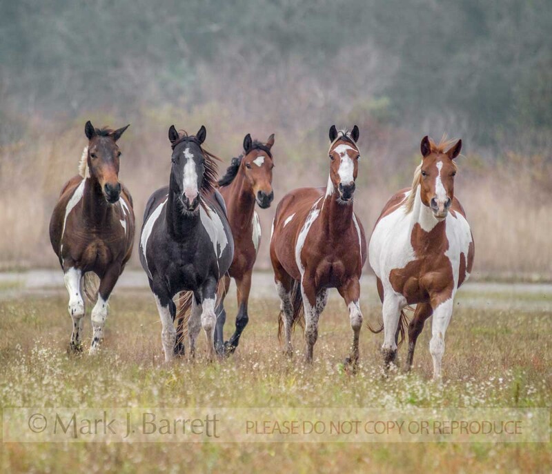4298C-1.jpg :: Herd of American Paint Quarter Horse mares run head on in field