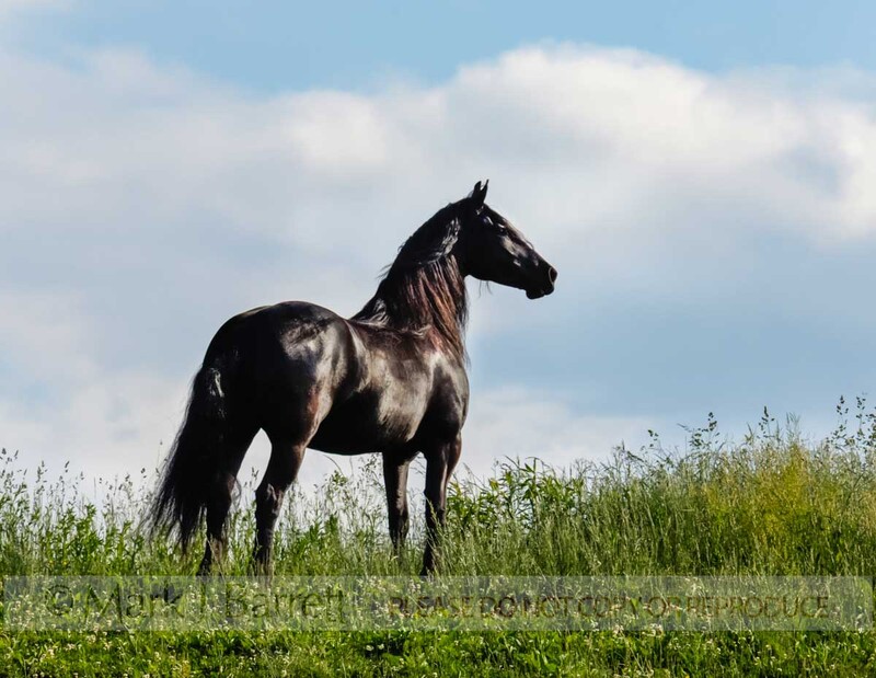 4314H(1).jpg :: Friesian mare