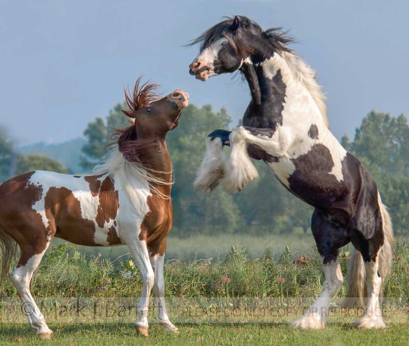 4316A(1).jpg :: Gypsy Vanner Horse stallion rearing up with PintoArabian gelding playmate.