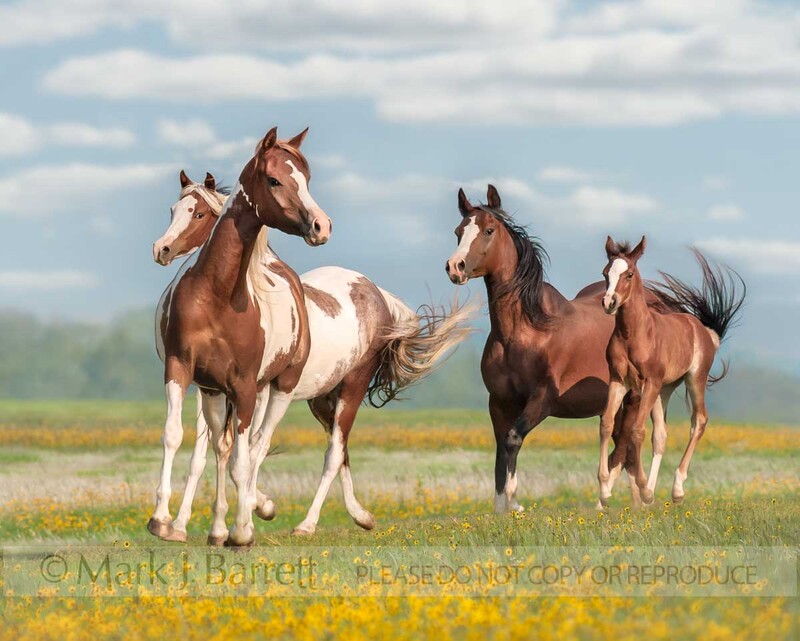 4317C.jpg :: Herd of Pinto Arabian mares with foal running
