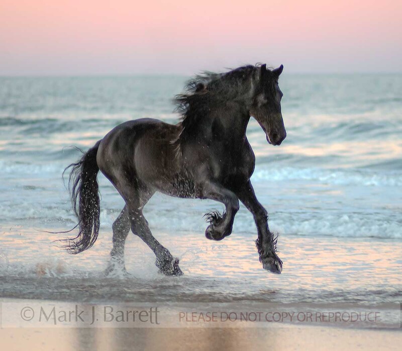 4320A(2).jpg :: Friesian stallion on Ormond Beach at dusk.