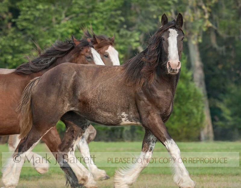 4321K-1.jpg :: group of three adult female  Clydesdale Draft horses run across grass fieldpaddock