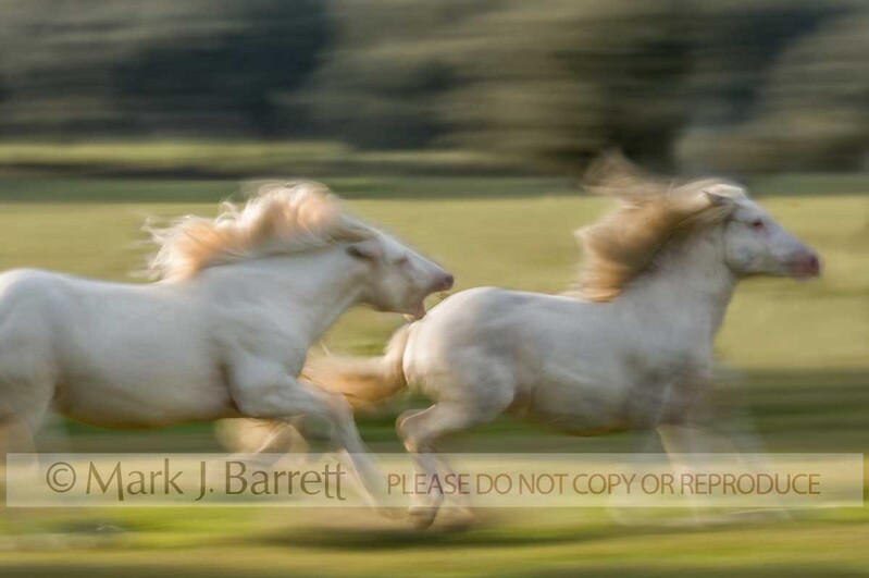 4322A1.jpg :: Two American White Draft Horse stallions race across  paddock golden with afternoon sunlight