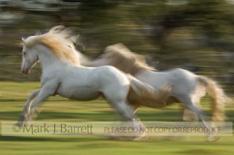 4322B.jpg :: pair of adult male American White Draft Horses gallop across grass field with motion blur effect