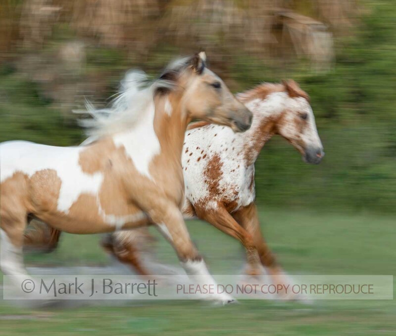 4329D-1.jpg :: motion blurred close action of adult female Appaloosa and Paint Horse mares galloping across green field