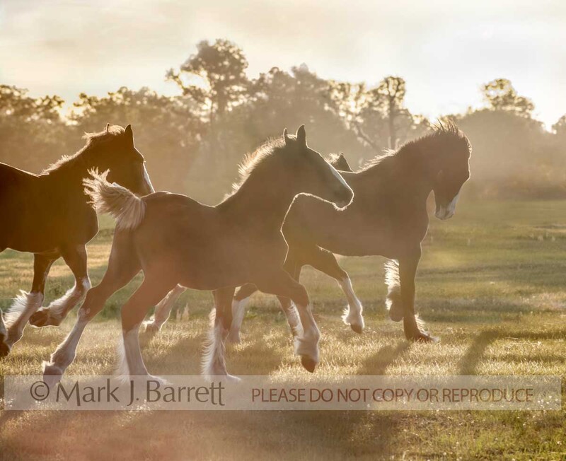 4336B(1).jpg :: Silhouette of juvenile Clydesdale Draft Horse weanling colts herd raceing backlit by setting sun.