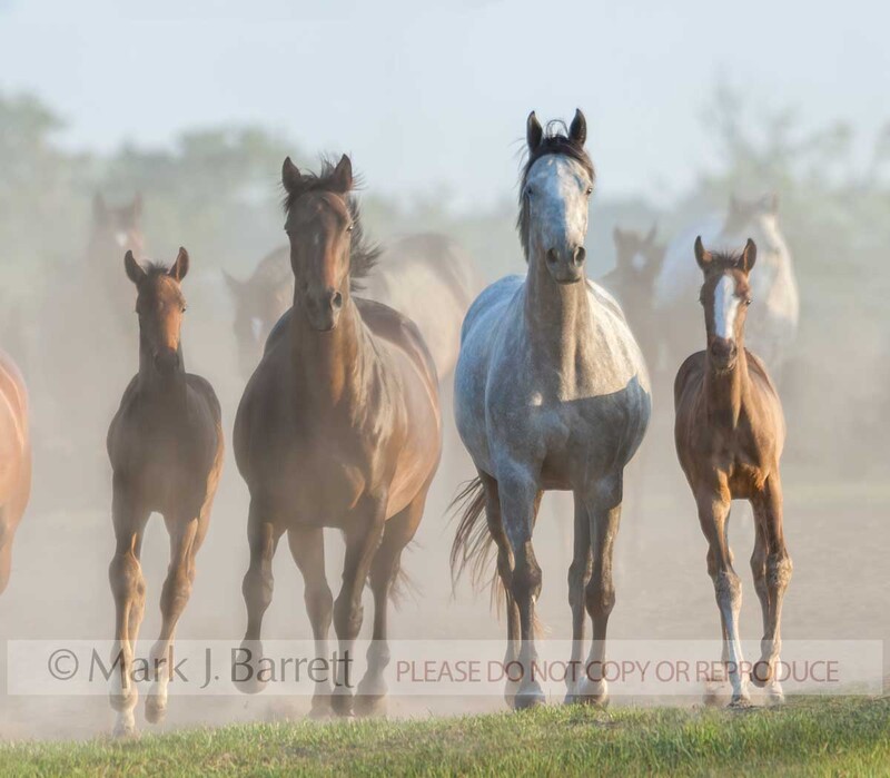 4337F-1.jpg :: Herd of adult Quarter Horse  mares run in foggy field with foal colt and filly babies at side.