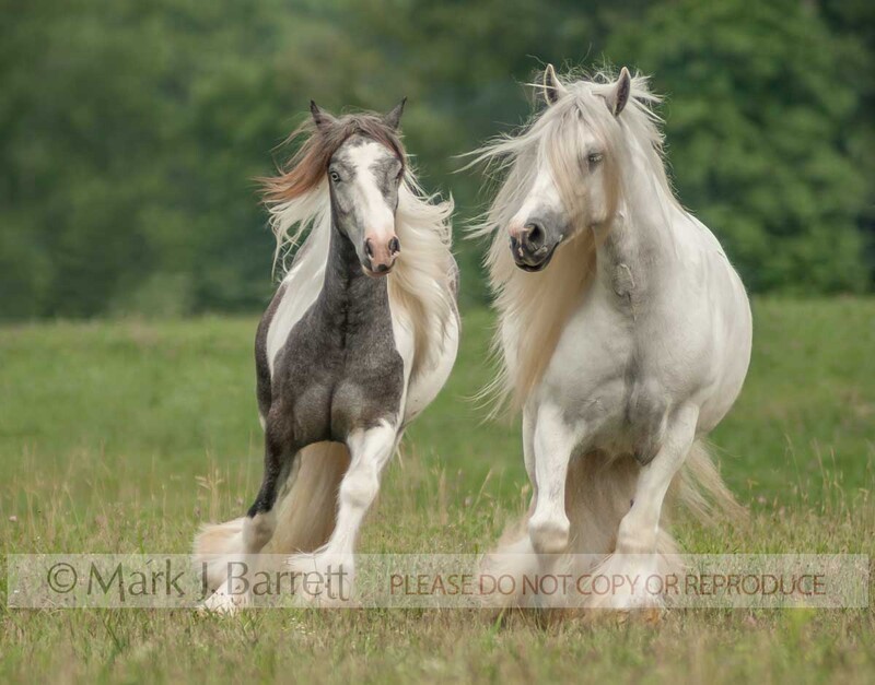 4338B.jpg :: Pair of adult female Gypsy Vanner Horse mares running in open grass field with mountains behind