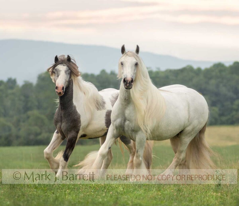 4338H1(1).jpg :: Pair of adult female Gypsy Vanner Horse mares running in open grass field with mountains behind