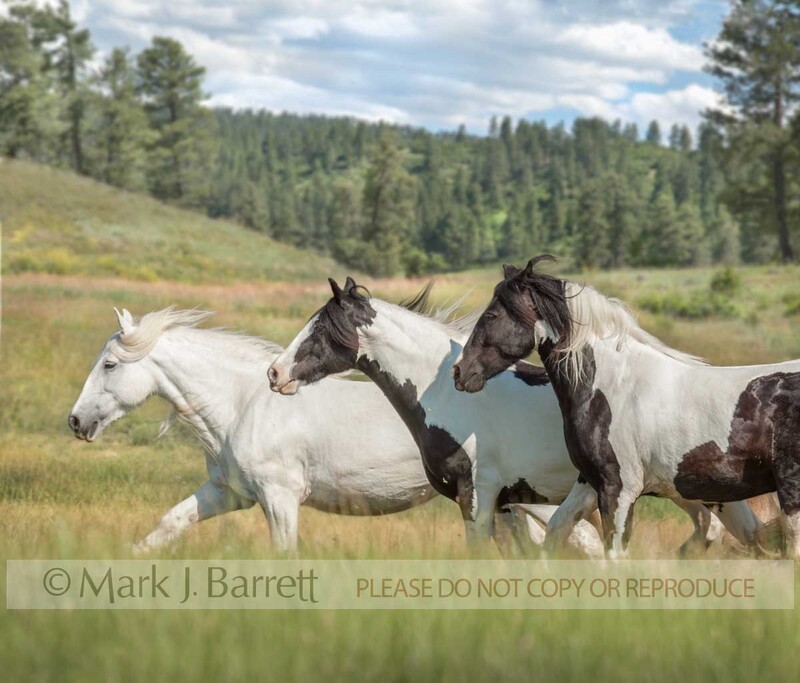 4341G.jpg :: three adult female Gypsy Vanner horse mares gallop across alpine meadow