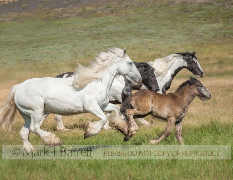 4341ZB-1.jpg :: Three adult female Gypsy Vanner horse mares and a foal gallop across grass field