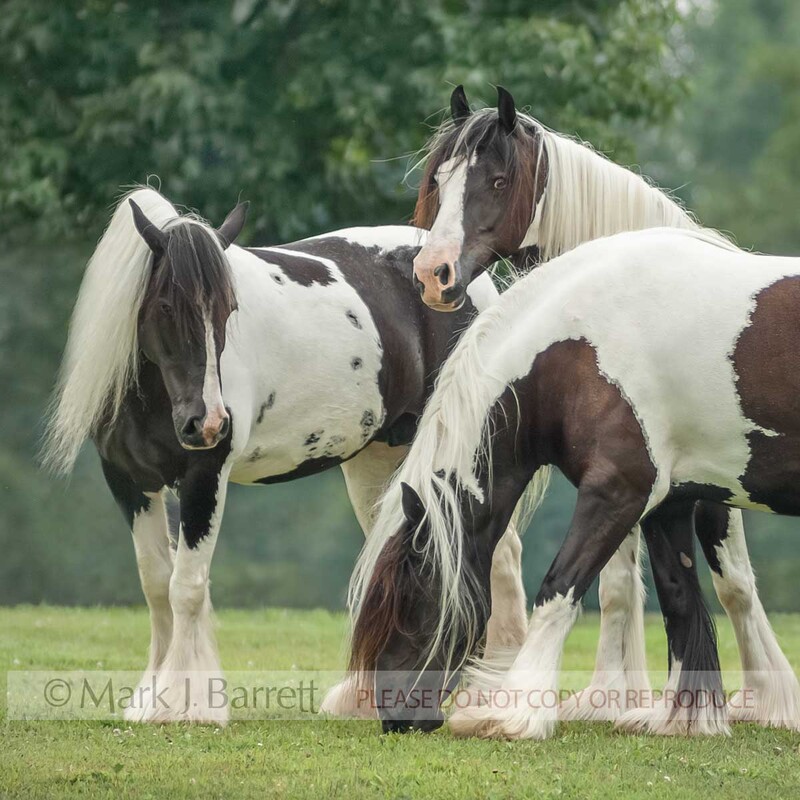 4343E-1(1).jpg :: Three juvenile Gypsy Vanner Horses socialize in grass field