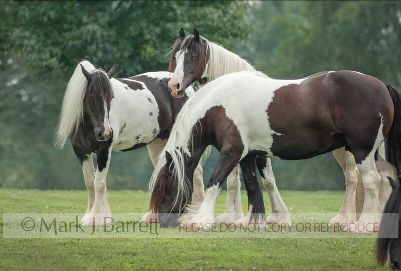 4343E-1.jpg :: Three juvenile Gypsy Vanner Horses socialize in grass field
