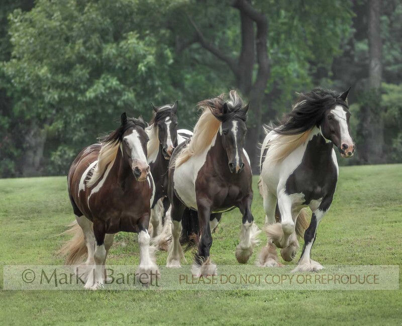 4343U-1.jpg :: Herd of four adult female Gypsy Vanner Horse mares gallop head on in grass field
