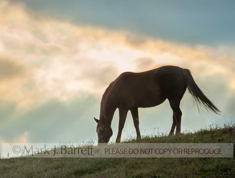 4349-15A.jpg :: Silhouette of adult female Horse grazing on horizon at dusk with sky and clouds