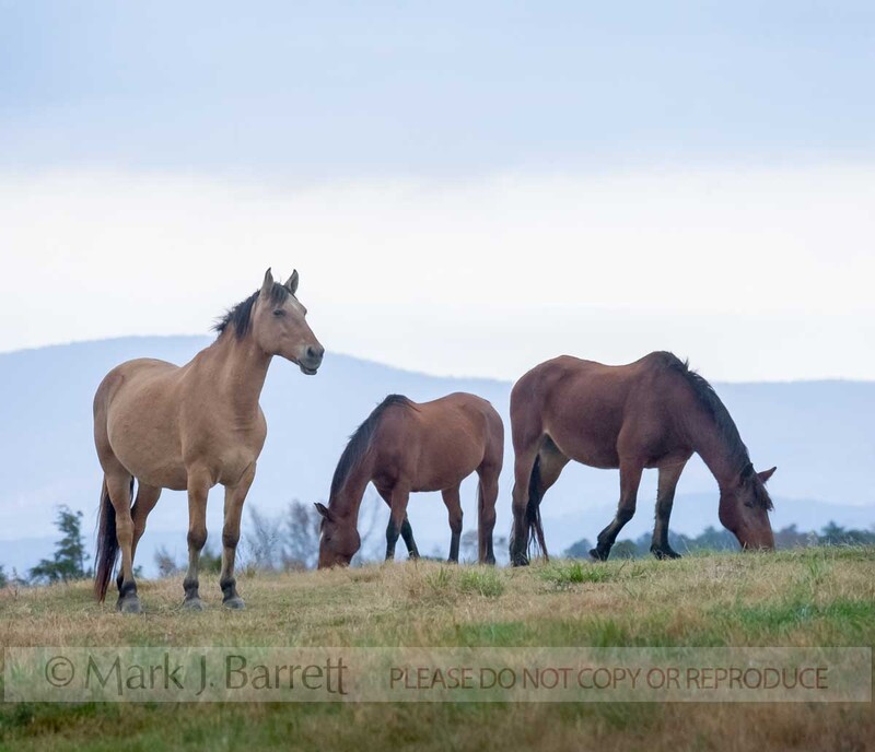 4349-50A(1).jpg :: Horses on horizon at dusk