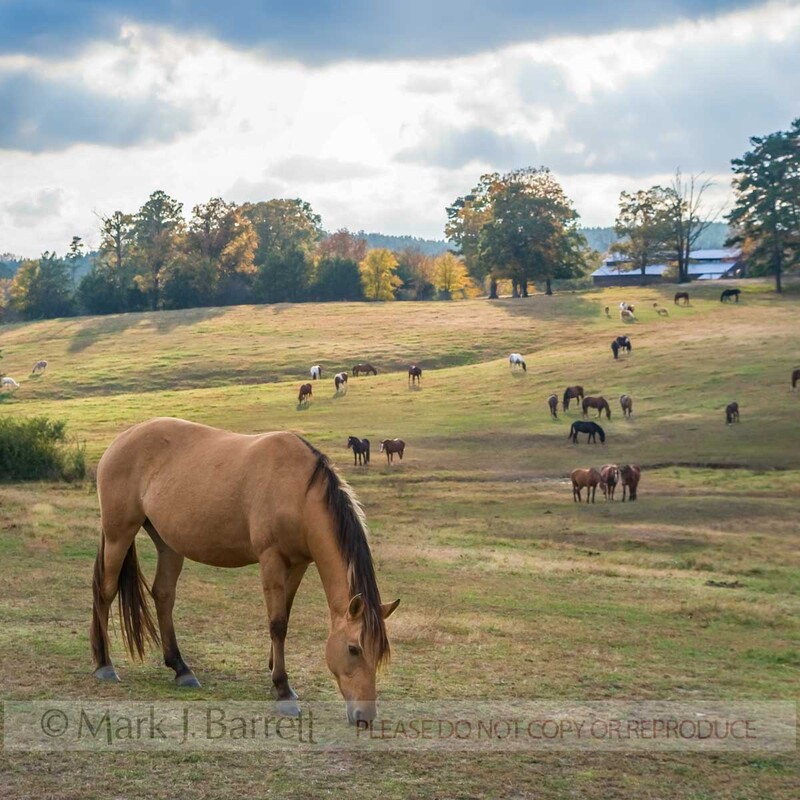 4349-7(1).jpg :: Large horse herd grazing in hilly autumn pasture