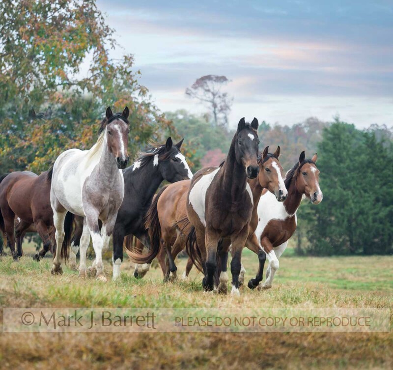 4351-13A.jpg :: Herd of adult Paint horses run together in morning light