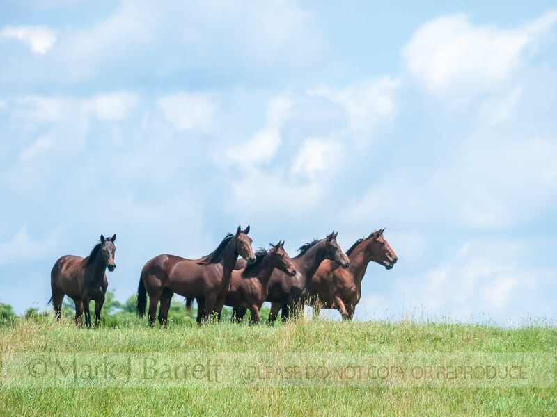4355-14(1).jpg :: Yearling Thoroughbred Horse herd