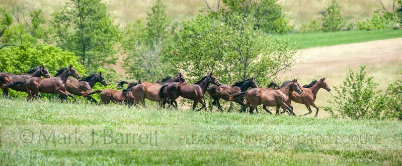 4356-11A(1).jpg :: Herd of Thoroughbred horse yearlings run on scenic ovelook