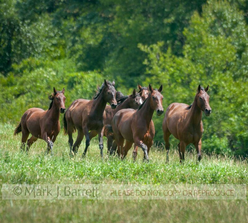 4356-17A.jpg :: Juvenile Thoroughbred horse yearling herd on ridge overlook