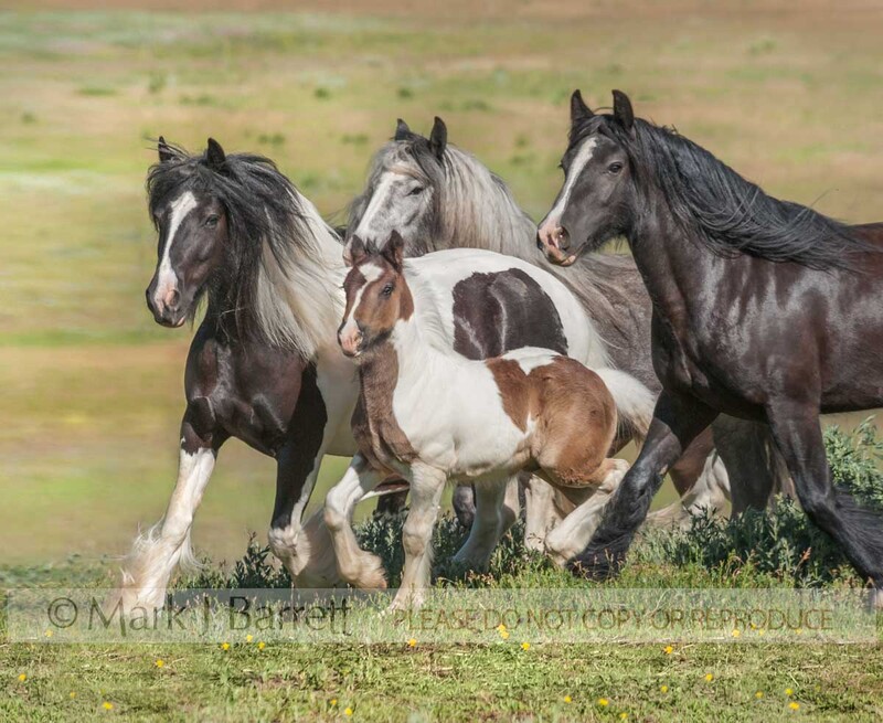 4358-21C(1).jpg :: Gypsy Vanner Horse mare