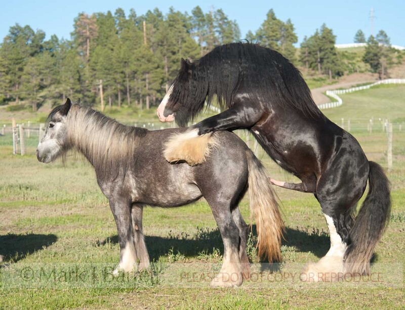 4359-5(1).jpg :: Gypsy Vanner Horse stallion mounting mare