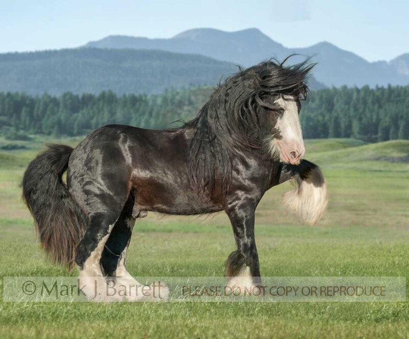 4359-7A(1).jpg :: adult male Gypsy Vanner Horse stallion  shows some attitude in alpine grass field
