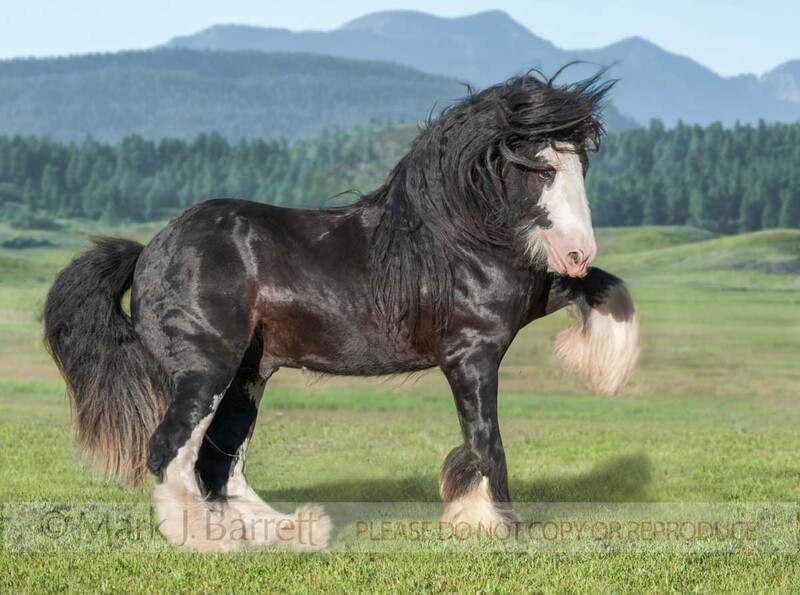 4359-7A.jpg :: Gypsy Vanner Horse mare