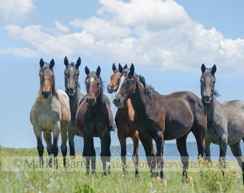 4361-11C.jpg :: juvenile male American Quarter Horse yearling colt herd huddle in alpine field with clouds and blue sky