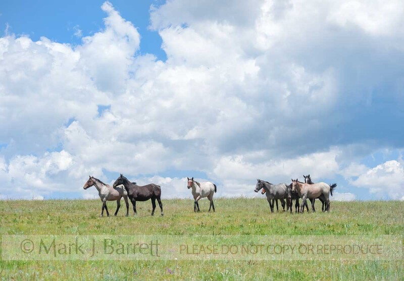 4361-19(1).jpg :: Quarter Horse yearling herd on grass horizon