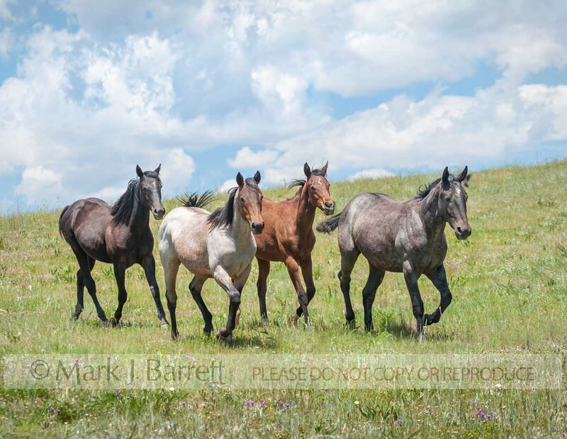 4361-21A.jpg :: Running Quarter Horse yearling herd