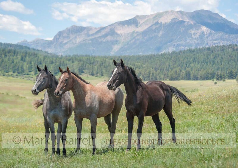 4361-23A.jpg :: three juvenile male American Quarter Horse yearling colts romp in alpine field with clouds, mountains and blue sky
