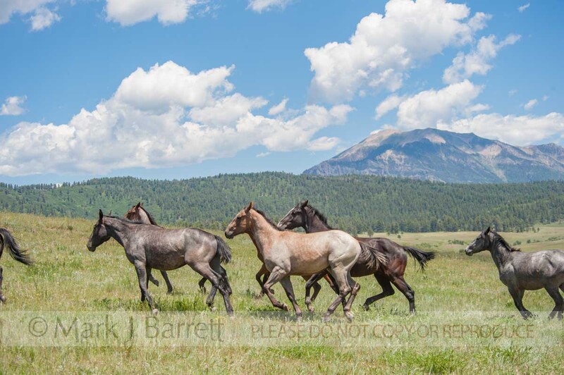 4361-24(1).jpg :: Quarter Horse yearling herd