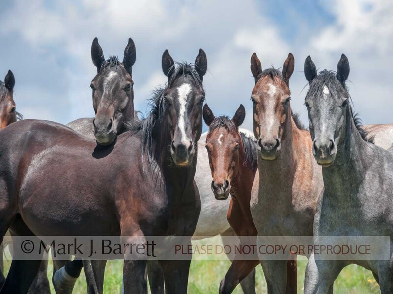 4361-3(1).jpg :: Quarter Horse herd