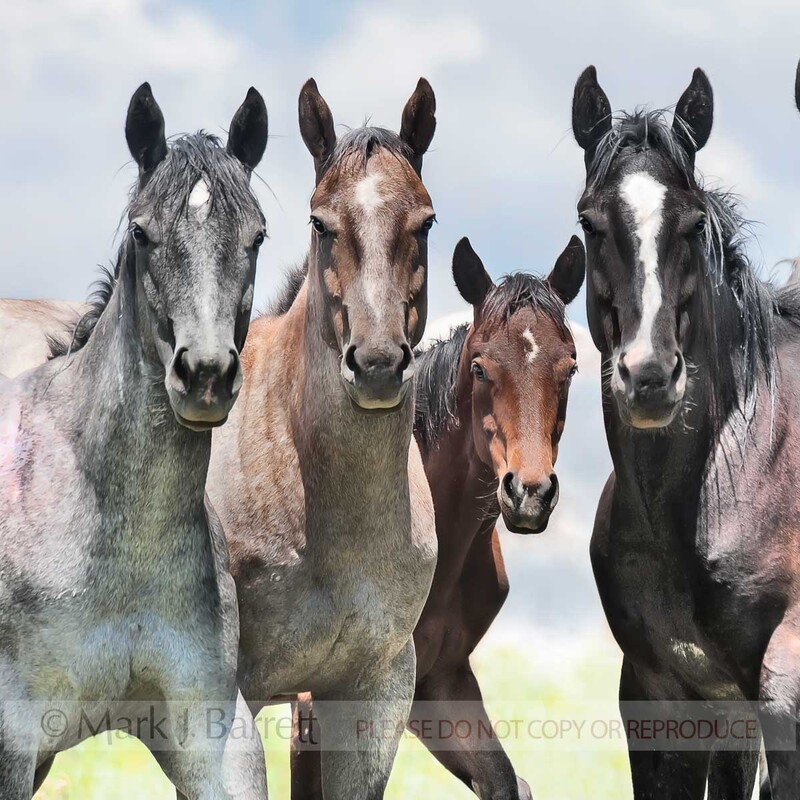 4361-3B1(1).jpg :: Quarter Horse yearling herd