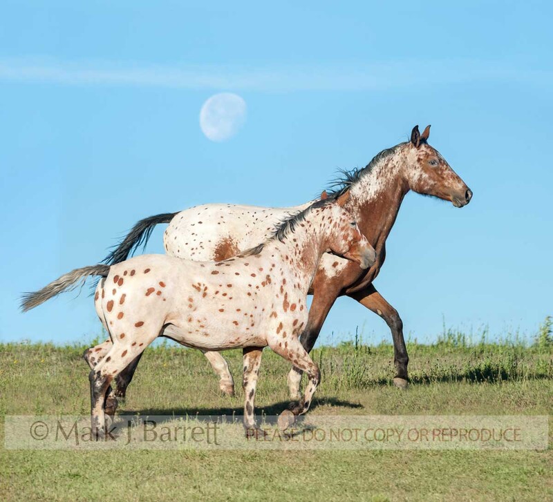 4362-11B.jpg :: pair of adult female Tiger Horses running on field horizon with rising moon in blue sky