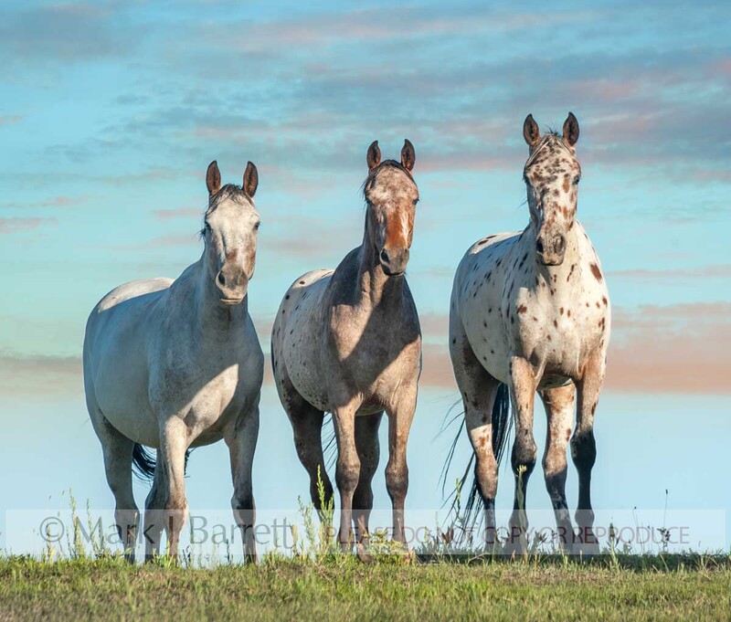 4362-12B.jpg :: three adult female Tiger Horses stand together on horizon with sunset clouds and sky.. Tiger horses are gaited, spotted trail horses with a coat color much like the Appaloosa.  The modern Tiger horse is a reconstruction of an ancient breed thought to have originated on the
