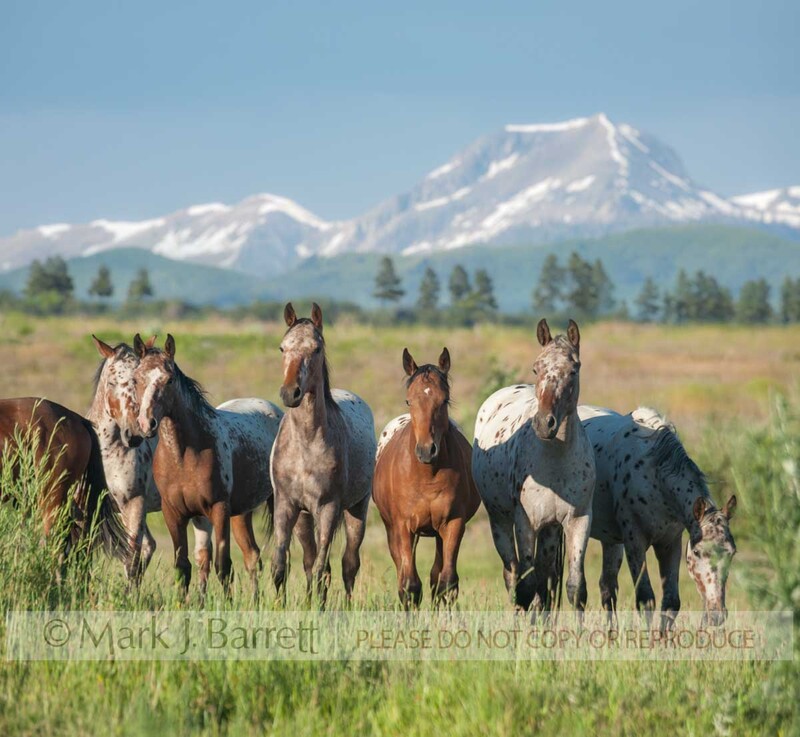 4362-53A.jpg :: Tiger Horse herd. Tiger horses are gaited, spotted trail horses with a coat color much like the Appaloosa.  The modern  The Tiger Horse is the common ancestor of Appaloosa, Knabstrupper and Noriker horses.
