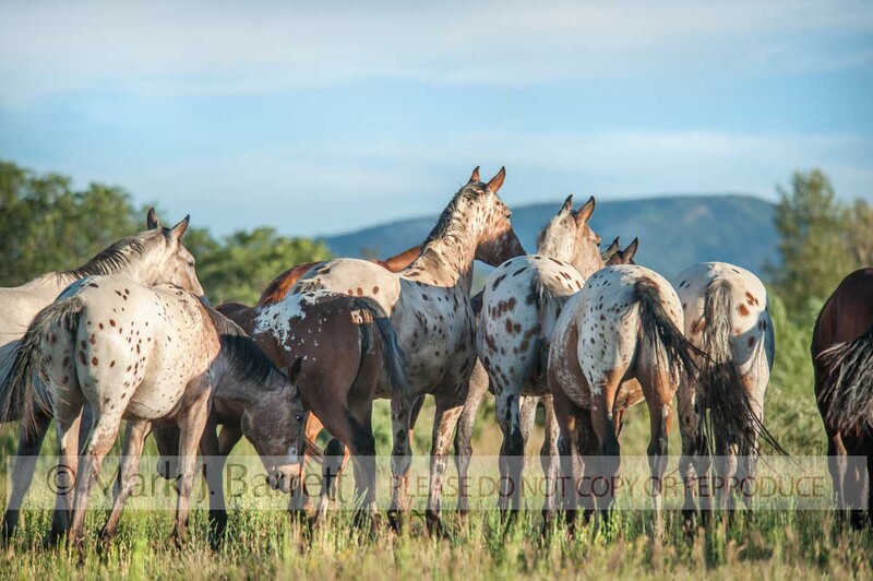 4362-54A.jpg :: Tiger Horse herd. Tiger horses are gaited, spotted trail horses with a coat color much like the Appaloosa.  The modern The Tiger Horse is the common ancestor of Appaloosa, Knabstrupper and Noriker horses.